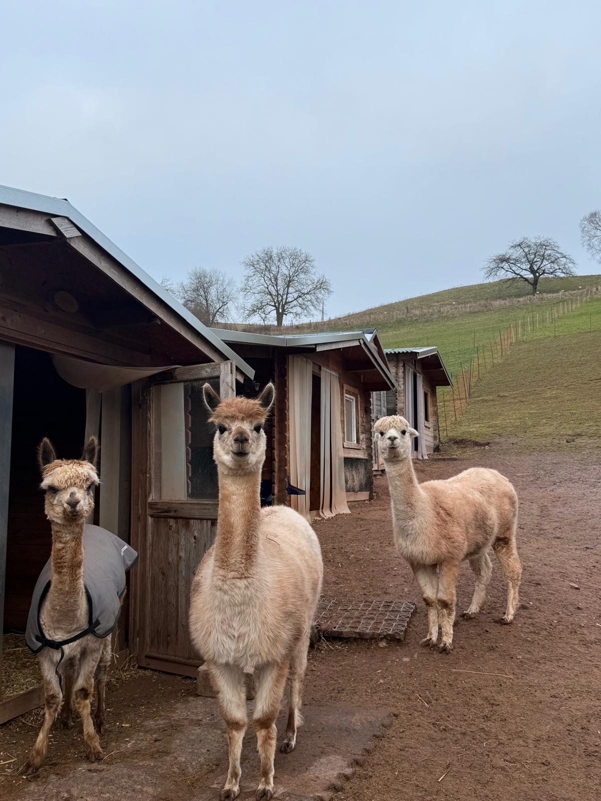 Die Alpakas Bifi, Vanessa und Judith auf Tati’s Farm