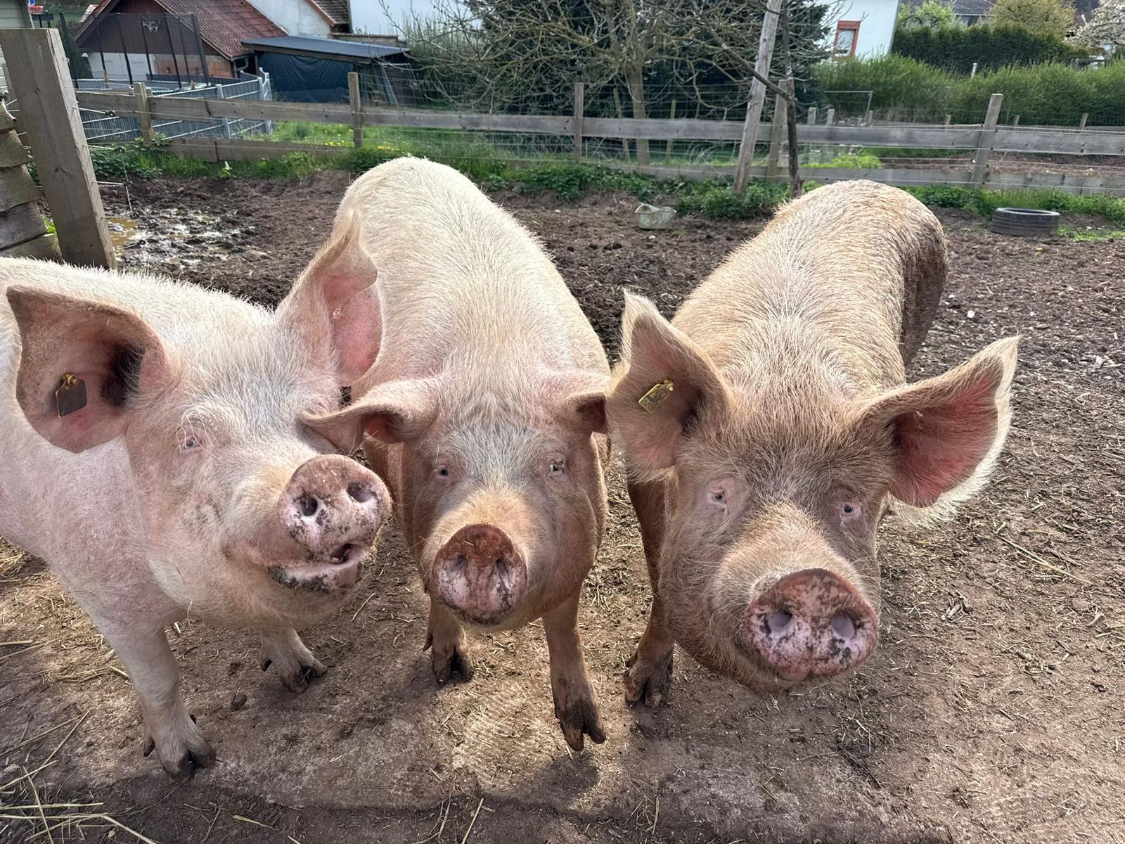 Die Schweinedamen Emma, Ida und Josy auf Tati’s Farm