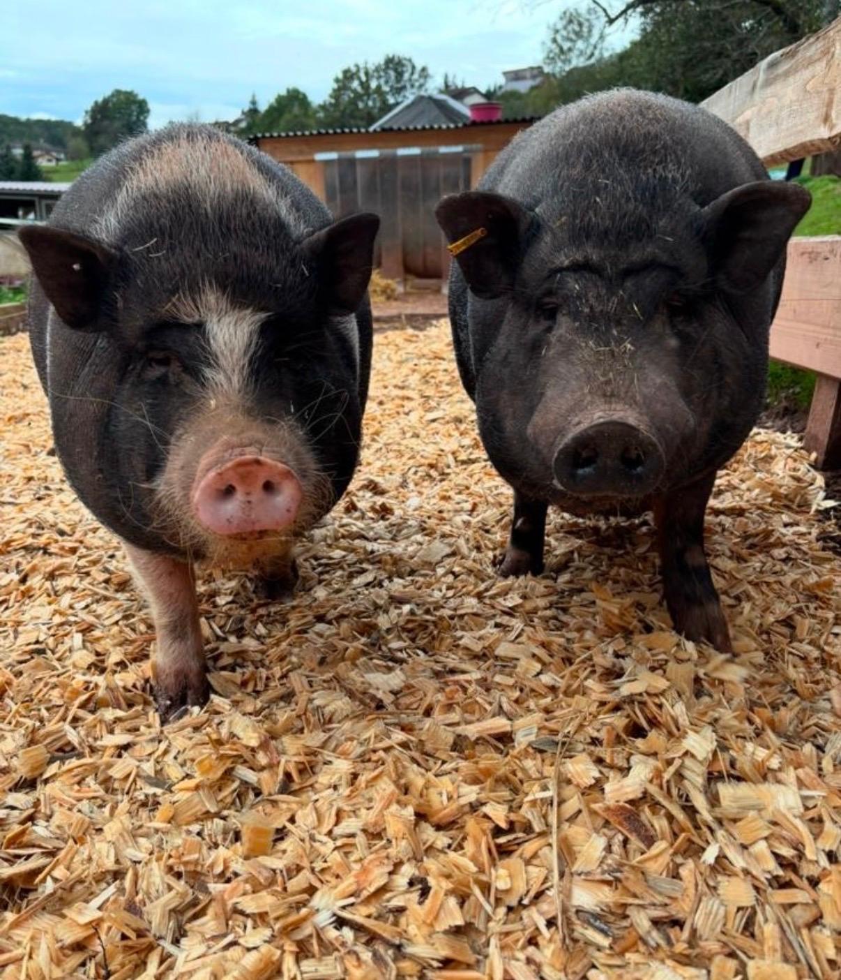 Die Mini-Schweine Mäx und Peaches auf Tati’s Farm