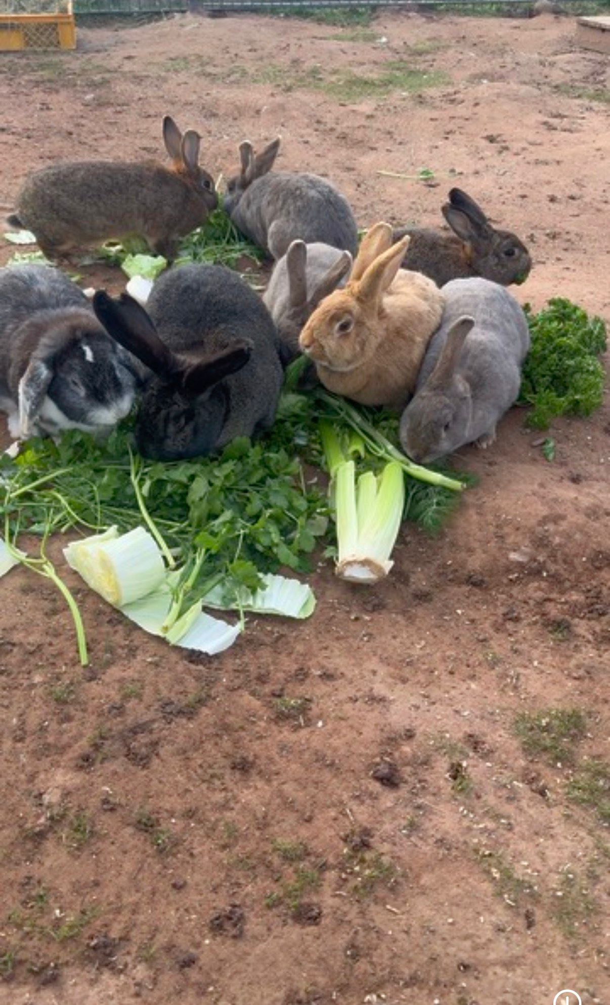 Gerettete Kaninchen auf Tati’s Farm