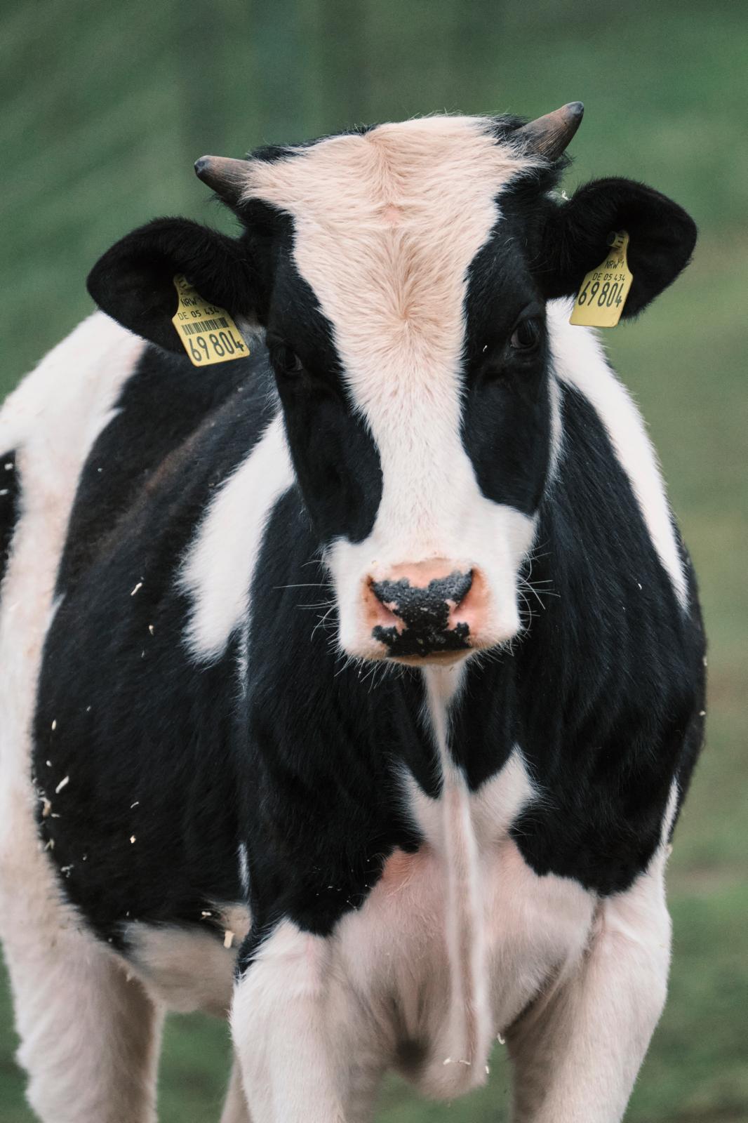 Ochse Oreo auf Tati’s Farm
