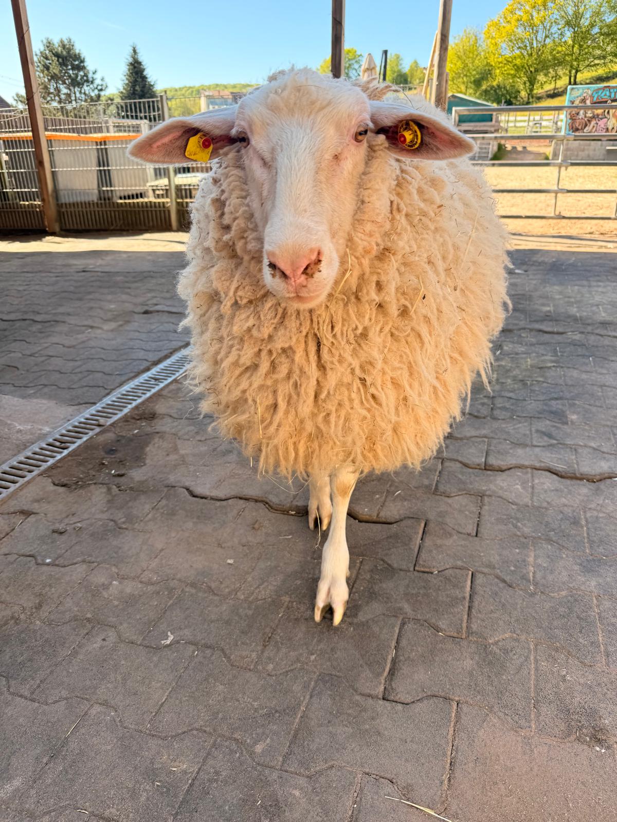 Schaf Popeye mit der Wollbande auf Tati’s Farm