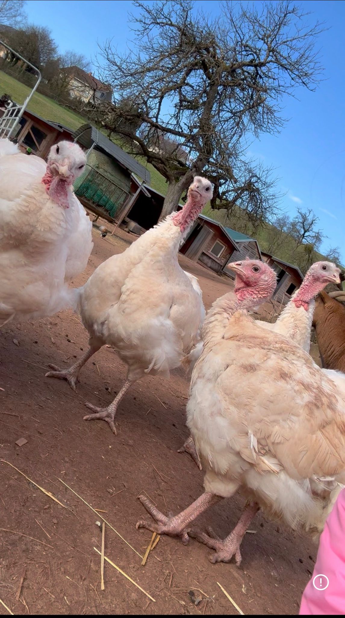 Gerettete Putendamen auf Tati’s Farm