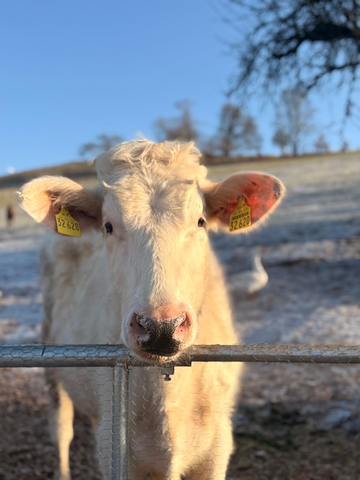 Ochse Raffi auf Tati’s Farm