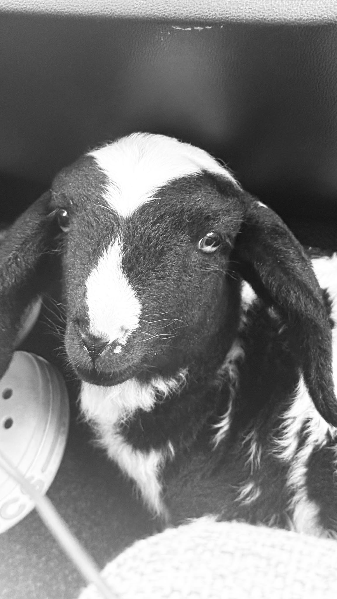 Lamm Yoki Zaubermaus