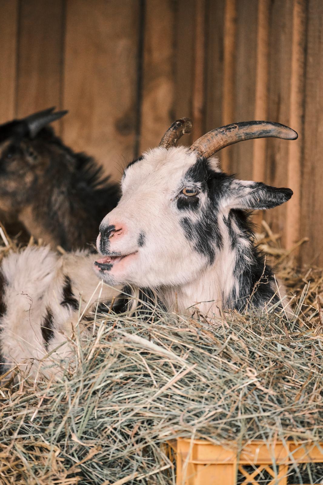 Gerettete Ziege auf Tati’s Farm