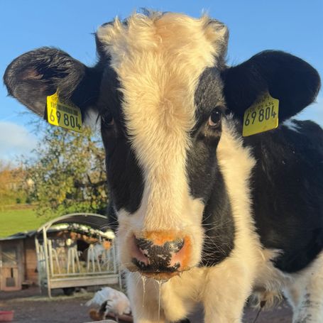 Tier auf Tati’s Farm