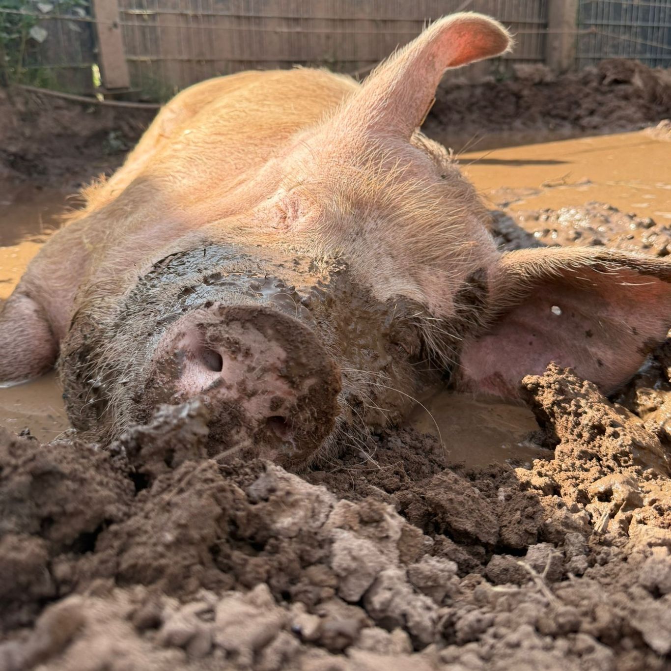 Gerettetes Schwein genießt den Schlamm