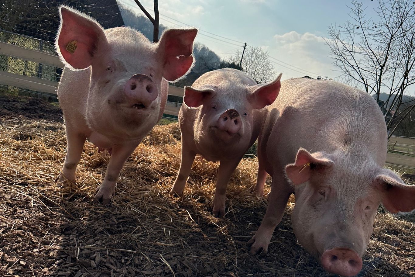 Die geretteten Schweinedamen Emma, Ida und Josy