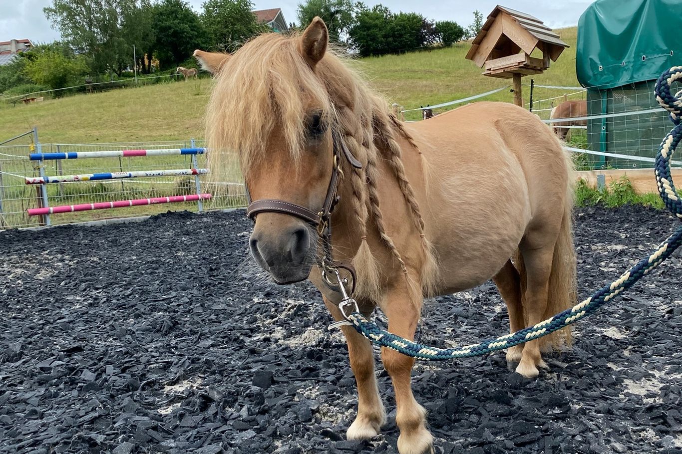 Mini-Shetlandpony Shelly auf dem Reitplatz