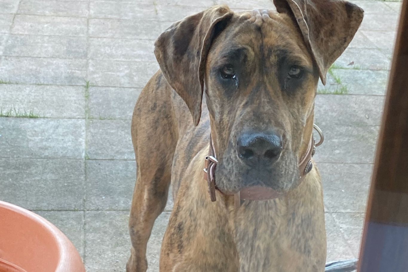 Hund Bibi