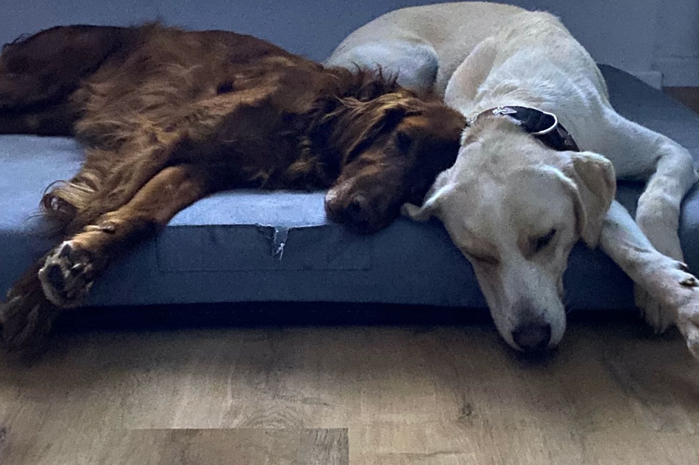 Die Hunde Aida und Charlie