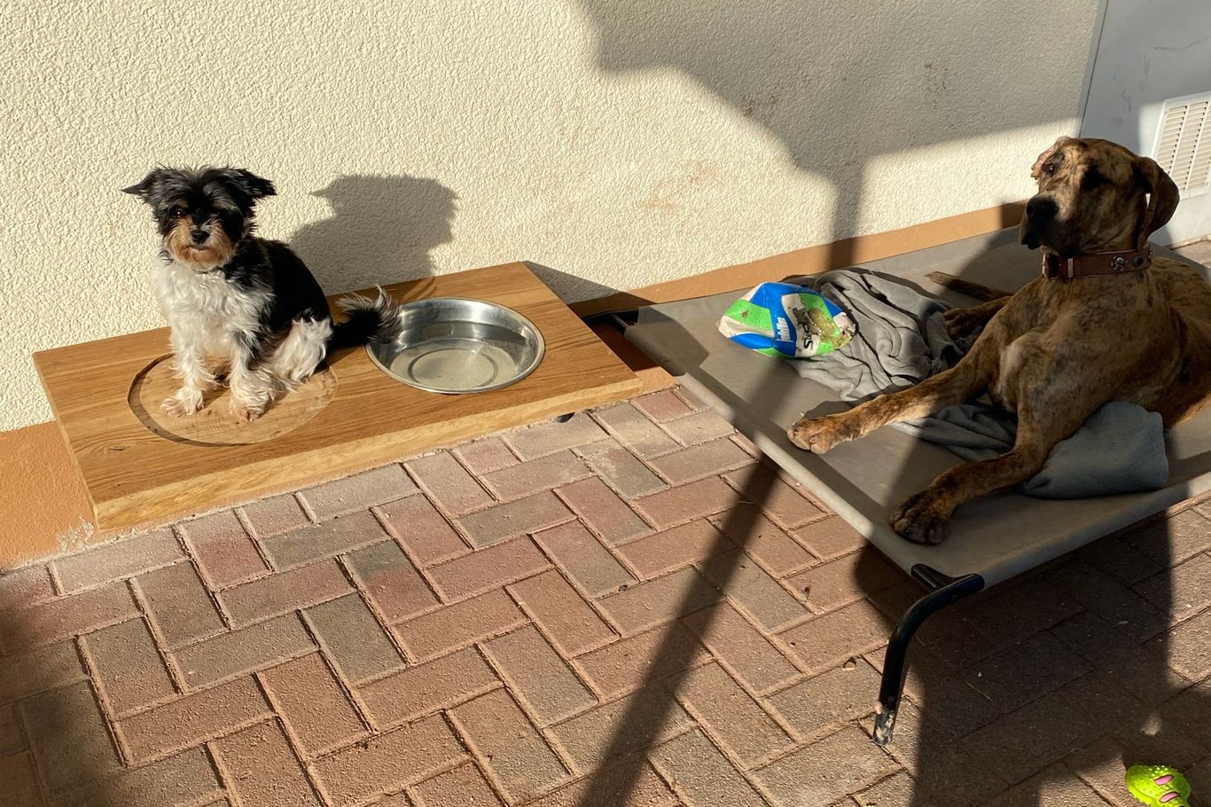 Hund Cookie