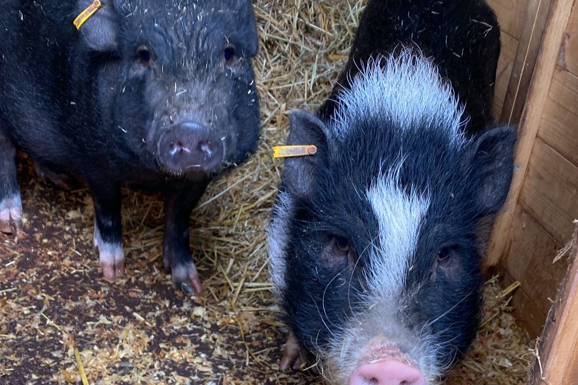 Die Mini-Schweine Mäx und Peaches