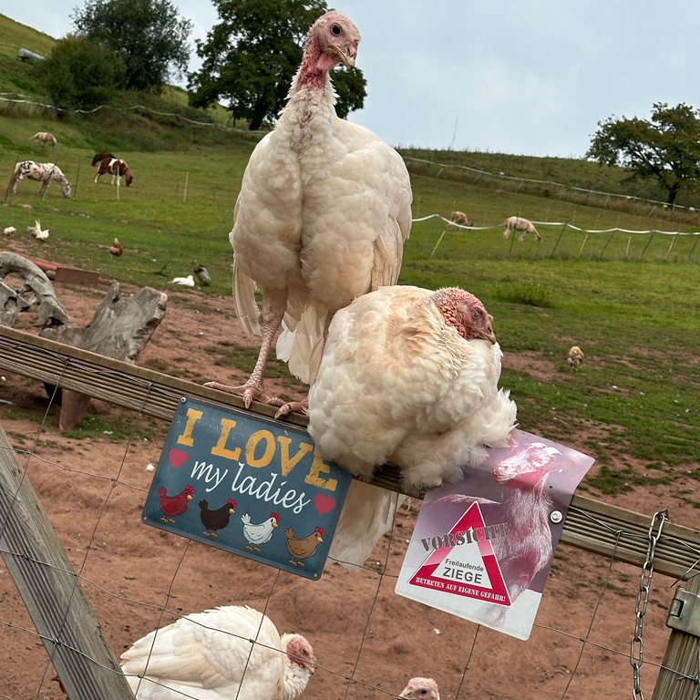 Tier auf Tati’s Farm