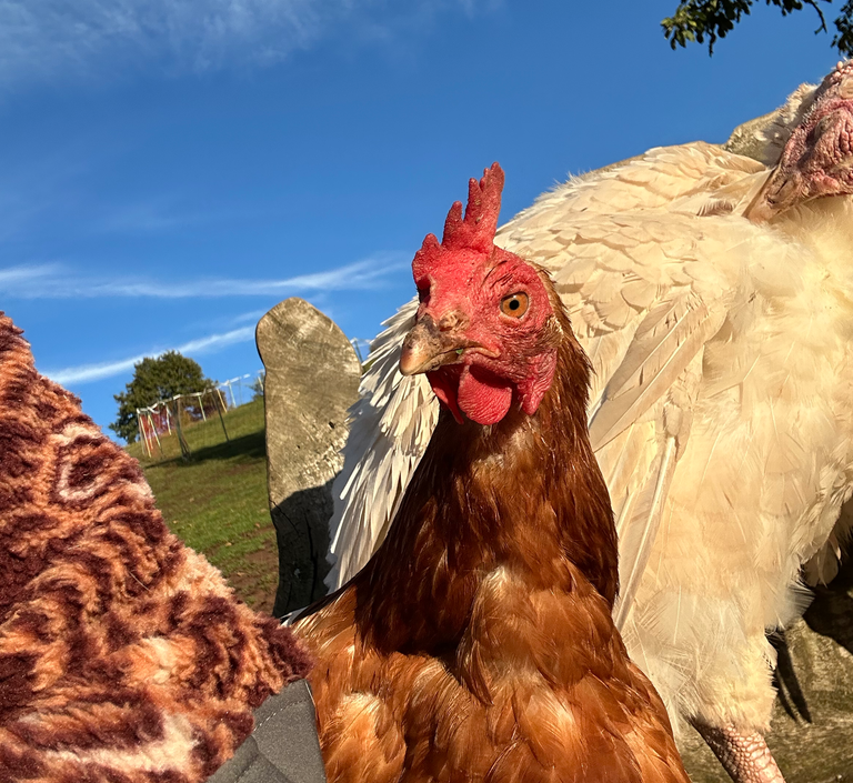 Gerettete Hühner auf Tati’s Farm
