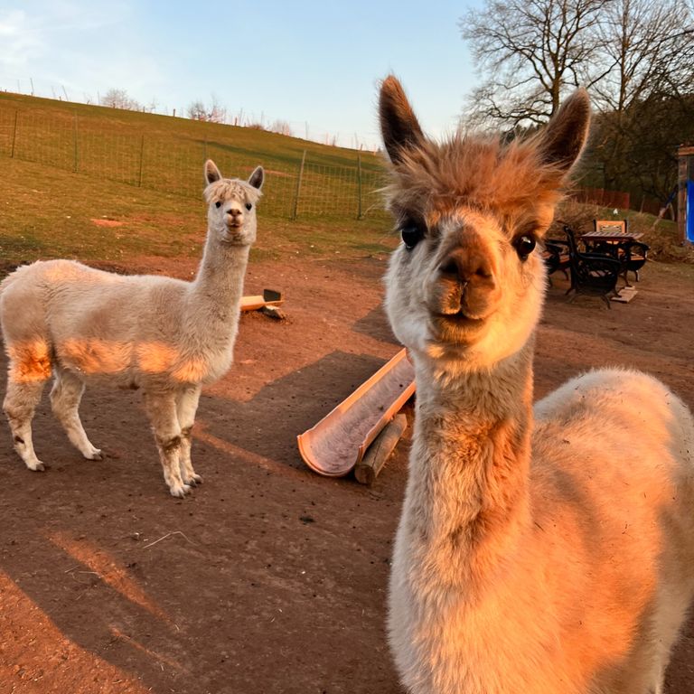 Alpakas Judith und Bifi